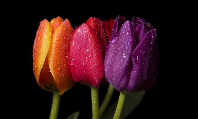STOTulip5