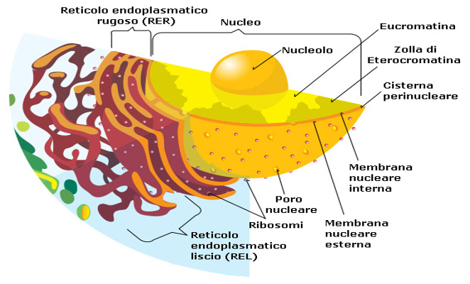 Schema_nucleo_cellulare