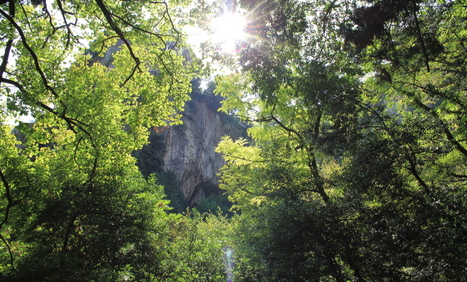foresta 4