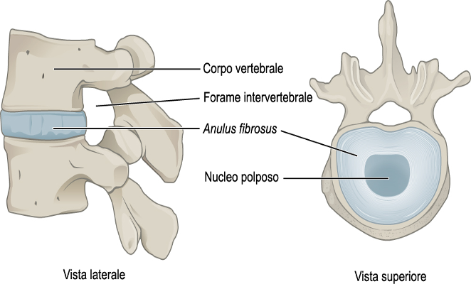 716_Intervertebral_Disk_IT