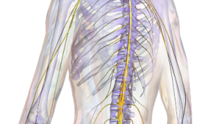 Blausen_0822_SpinalCord